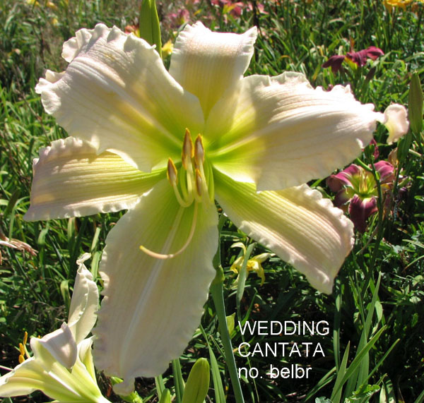 WEDDING CANTATA